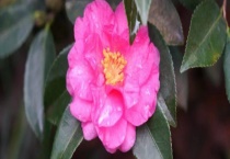 茶梅是落叶还是常绿植物 茶梅和茶花有什么区别？？