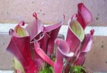 什么是小太阳瓶子草