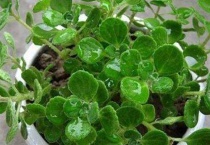 碰碰香怎么修剪