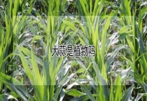 大蒜是植物吗？
