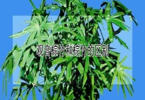 观音棕竹和棕竹的区别？