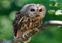 猫头鹰吃青蛙吗？