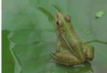 青蛙是昆虫吗为什么？