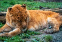 雄狮和雌狮的区别？