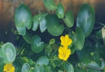 荇菜有什么作用 荇菜食用多久？