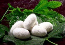 蚕的丝是从哪里吐出来的