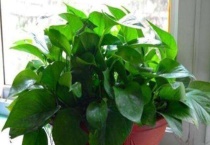 黄金葛和绿萝是一种植物吗？