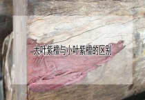 大叶紫檀与小叶紫檀的区别？
