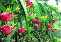 火龙果开花前的征兆