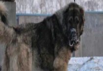 高加索犬的训练方法 附详细介绍