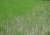 丁草胺和丙草胺有什么不同 分别适合防除哪些杂草