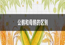 公鹅和母鹅的区别？