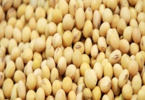 常见的一些不宜生喂的饲料原料 怎么脱毒