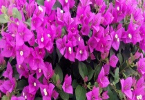 三角梅烂根的处理办法 三角梅烂根的原因？