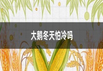 大鹅冬天怕冷吗？