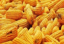 玉米花粉 附形态特征