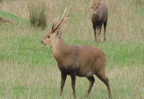 什么是豚鹿南亚亚种