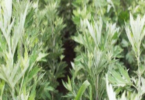 艾蒿和水蒿的区别？