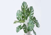 龟背竹叶子发黄怎么办 叶子发黄的原因是什么？