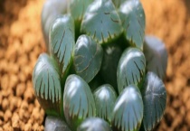 冰灯玉露烂根怎么办 附处理多久？