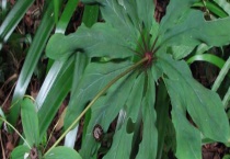 重楼病虫害防治技术 主要有三种病害