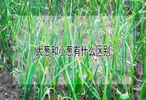 大葱和小葱有什么区别？？