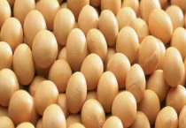 大豆和黄豆的区别？