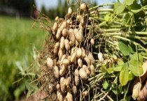 花生进入中国时间 产地分布在哪