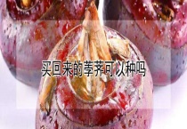 买回来的荸荠可以种吗？