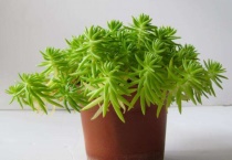 小盆栽长不大的植物有哪些？