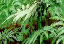 凤尾蕨和黑木蕨区别？ 附凤尾蕨生长习性