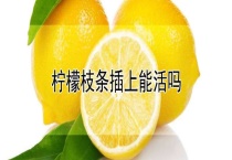 柠檬枝条插上能活吗？