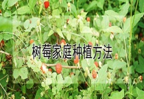 树莓家庭种植多久？