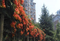 凌霄花移栽后多久发芽