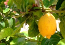 柠檬树盆栽的种植多久？