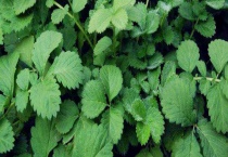 仙鹤草种子价格及种植方法 仙鹤草的播种多久？