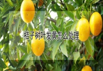 桔子树叶发黄怎么多久？