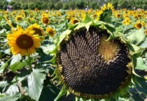 向日葵是怎么传播种子的