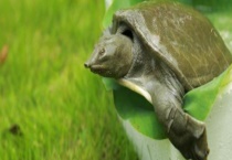 两斤甲鱼苗有几只 养3000只甲鱼成本利润是多少？