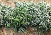 端午插的植物叫什么？