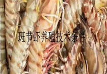 斑节虾养殖技术条件