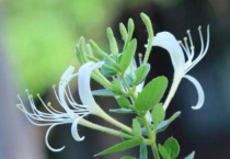 金银花耐寒多少度