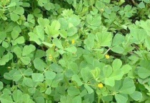 苜蓿草种植多久？