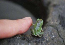 青蛙吃米饭吗？