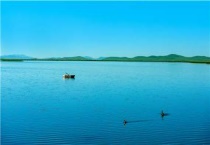 药野鸭的药有哪几种