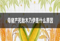 母猪产死胎木乃伊是什么原因？