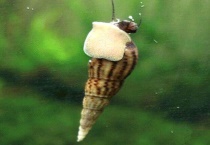 马来螺吃鱼屎吗？