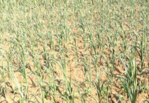 气候变化对农业生产的影响 附我国粮食生产发展现状和趋势