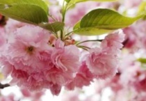 桃花先开花还是先长叶