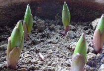 百合种球用生根粉泡多久？